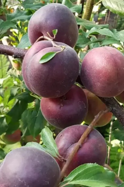 Абрикос ‘Чорний Персиковий’|Abrikos ‘Black Peach’|Абрикос ‘Черный персиковый’